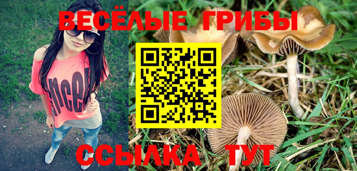Мичуринск  Псилоцибиновые грибы Magic Shrooms  магазин  наркотиков  Вход с VPN 